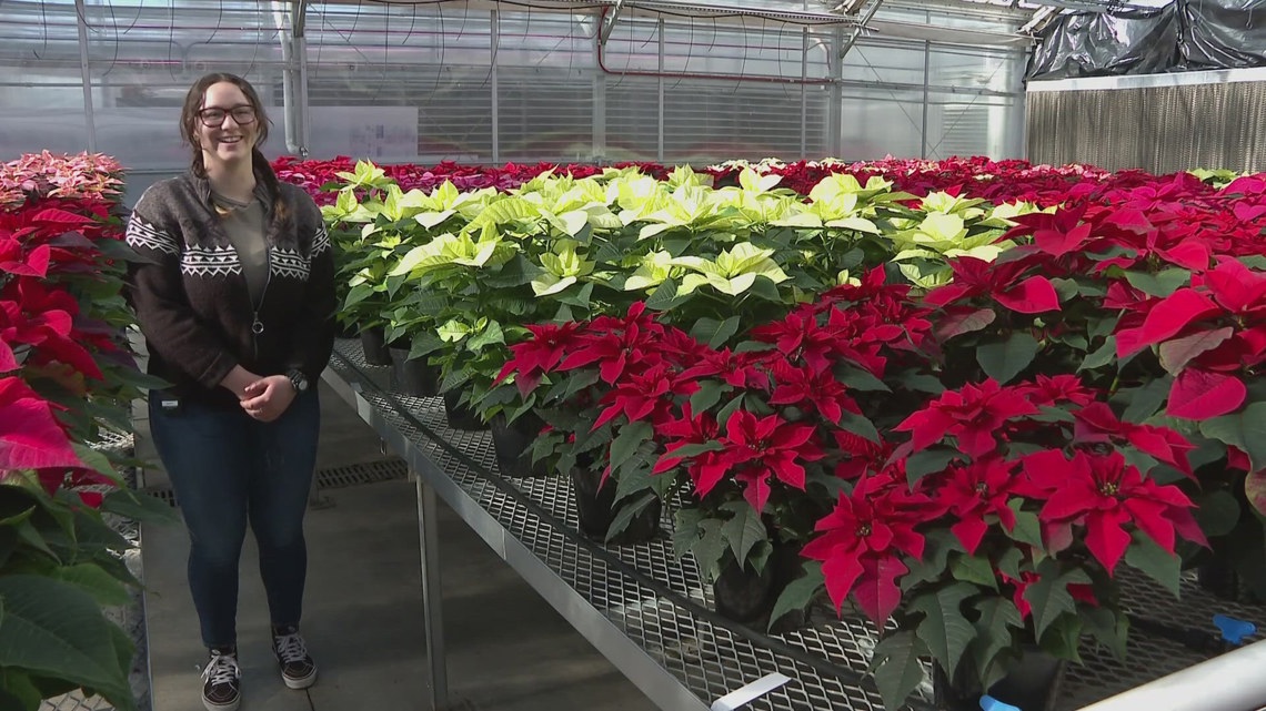 Symbol of the holidays: Colorado students grow hundreds of poinsettias