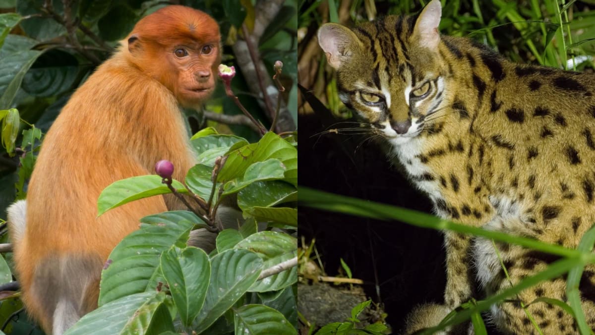 Leopard cats and pygmy elephants: What it’s like to go mammal watching on the Malaysian side of Borneo