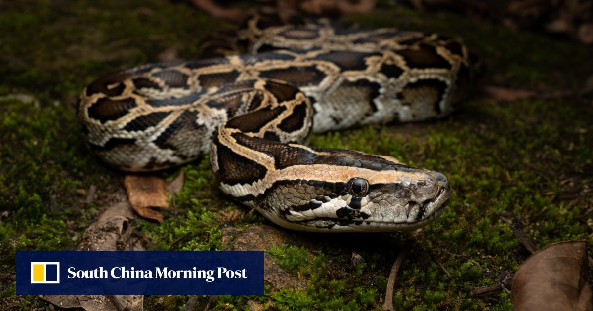 Hong Kong ‘snake bible’ author on why they rarely bite and are ‘really quite special’