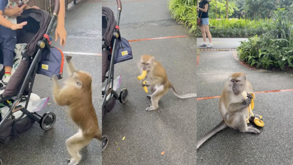 Monkey Steals Woman’s Bananas At S’pore Zoo, Gets Fat-Shamed