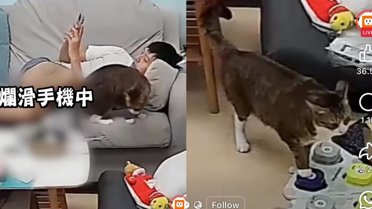 “Smarter Than My Son”: Cat Communicates With Owner Via Speech Buttons