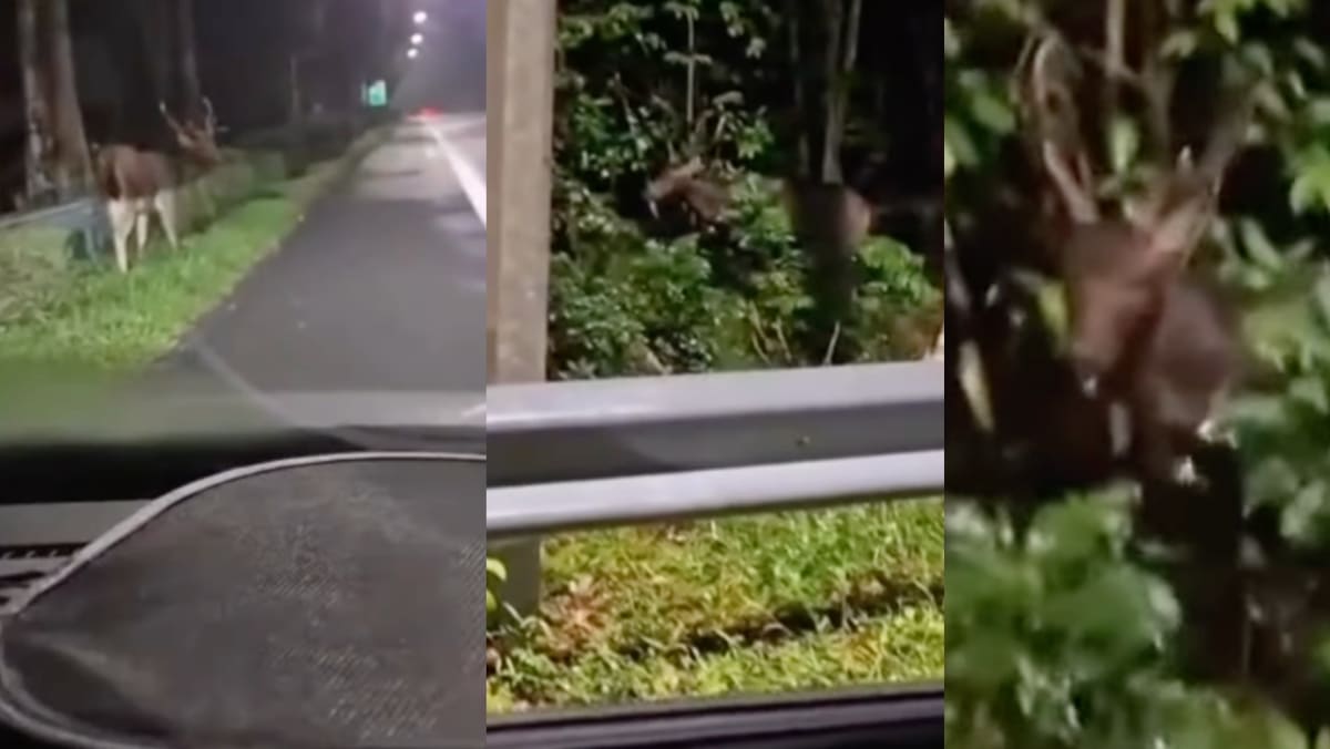 Man Spots Rare Sambar Deer While Driving Along The BKE