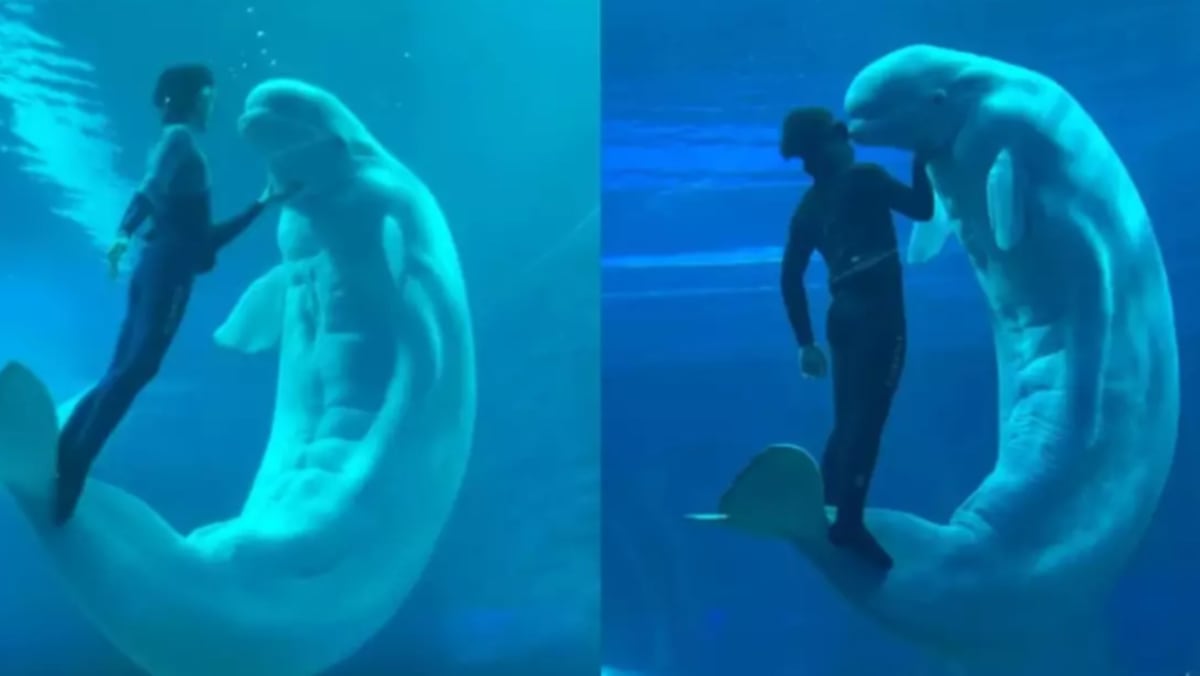 Beluga Whale Shows Off Impressive 18-Pack Abs In Aquarium