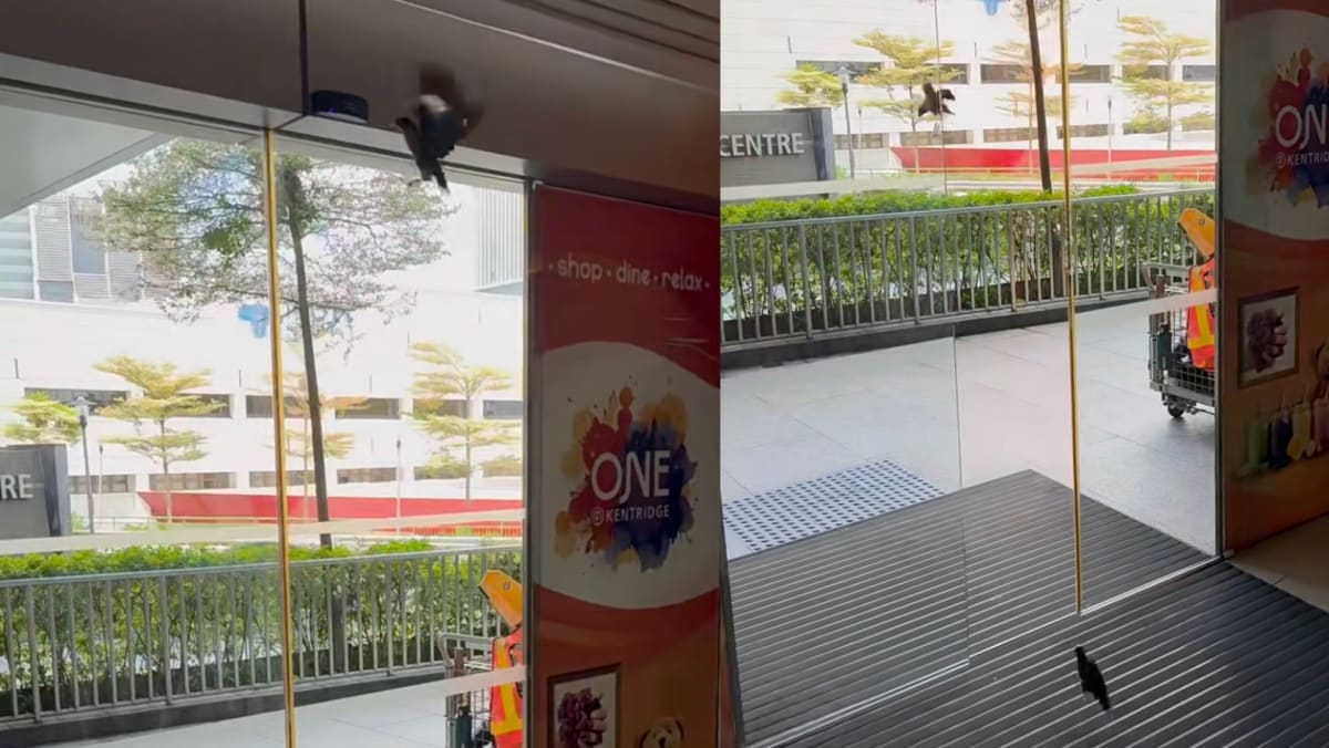 Birds Trapped In Kent Ridge Mall Activate Automatic Sliding Door Sensor To Escape