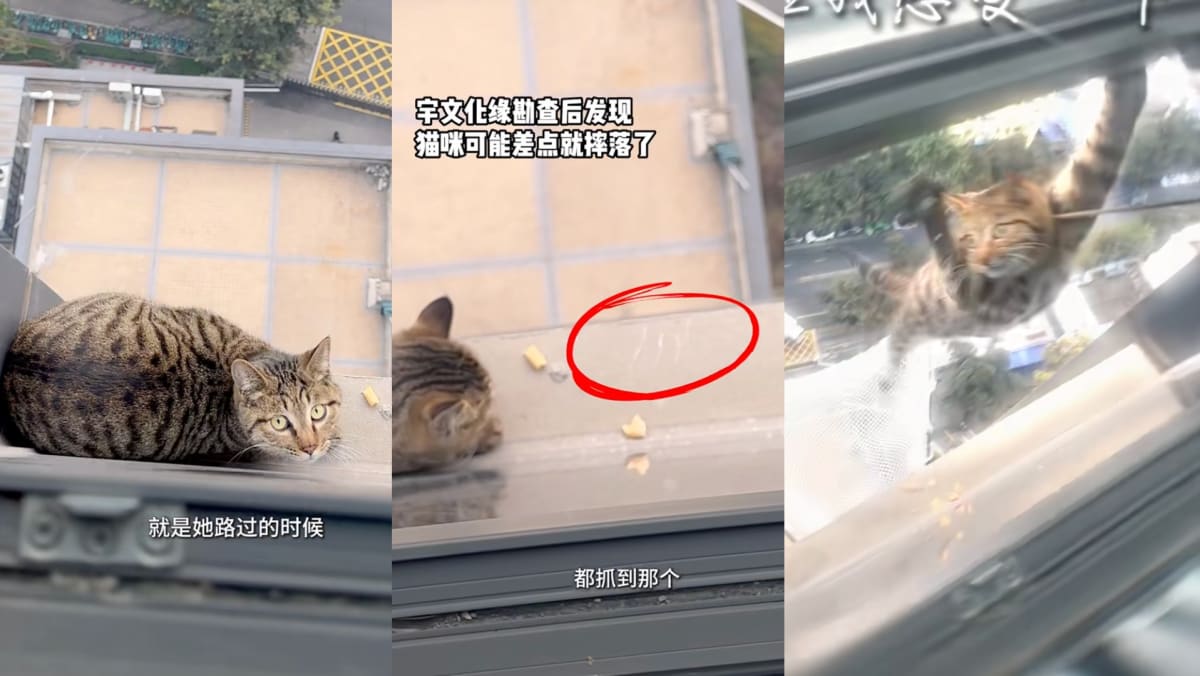 Cat Trapped On 15th Storey Ledge Saved By ‘Cat Firefighters’ In China