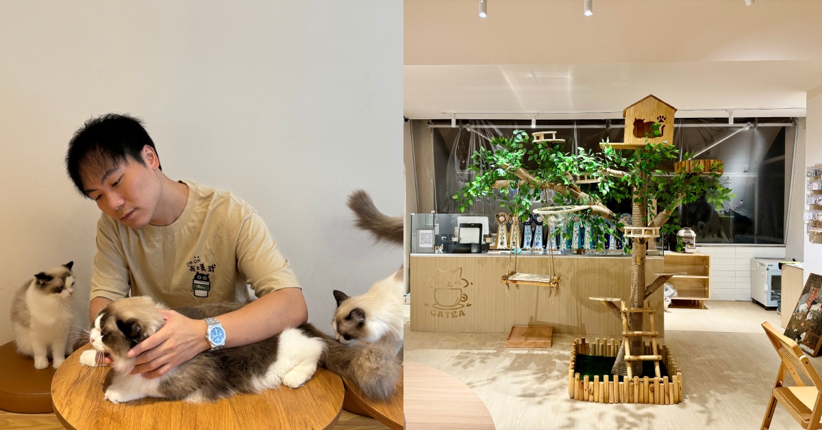 CATEA, Chinese teahouse with a cat cafe concept in Singapore