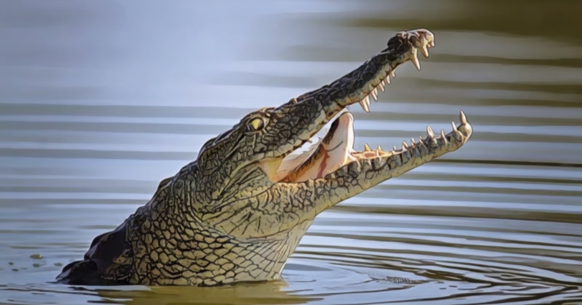 NParks Monitoring Incident of Escaped Crocodiles from Batam As They Could Come to S’pore