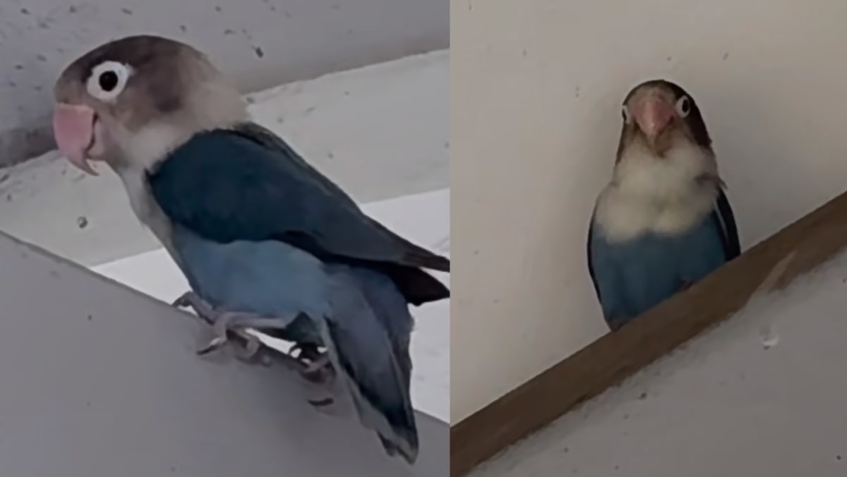 Cute Lovebird Seen Lost At Void Deck Of HDB Block, Presumably In Jurong West