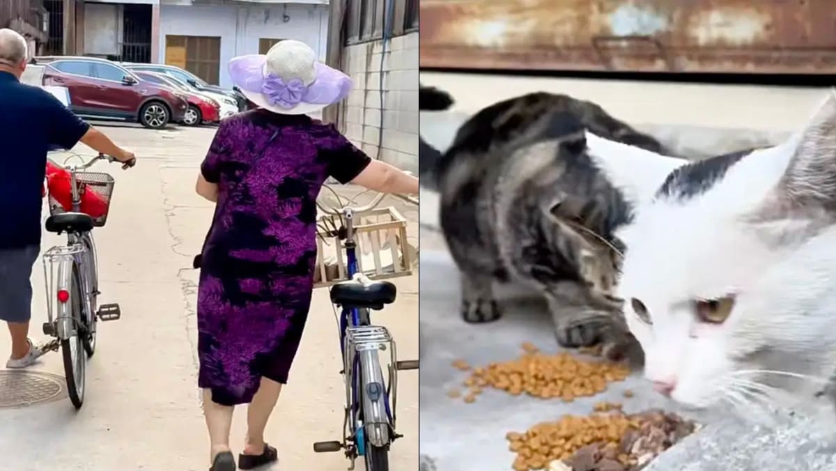 Elderly Couple In China Spends Entire Retirement Savings To Care For Stray Animals