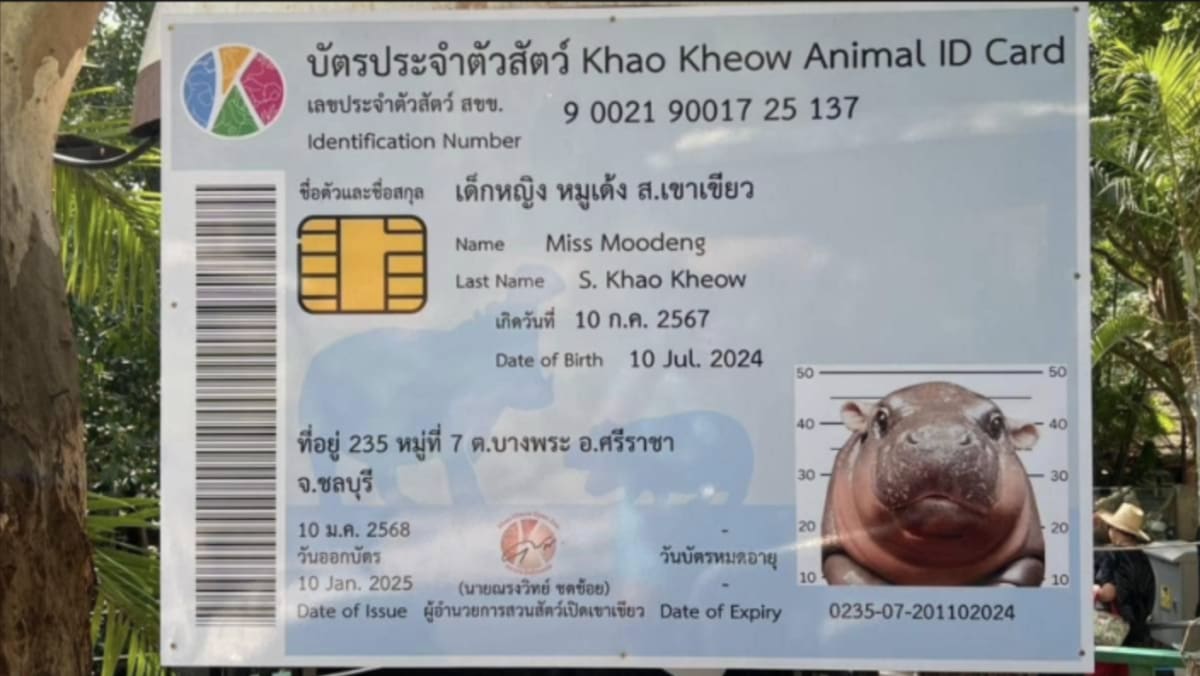 Moo Deng Turns 6 Months Old And Gets Her Own ID Card