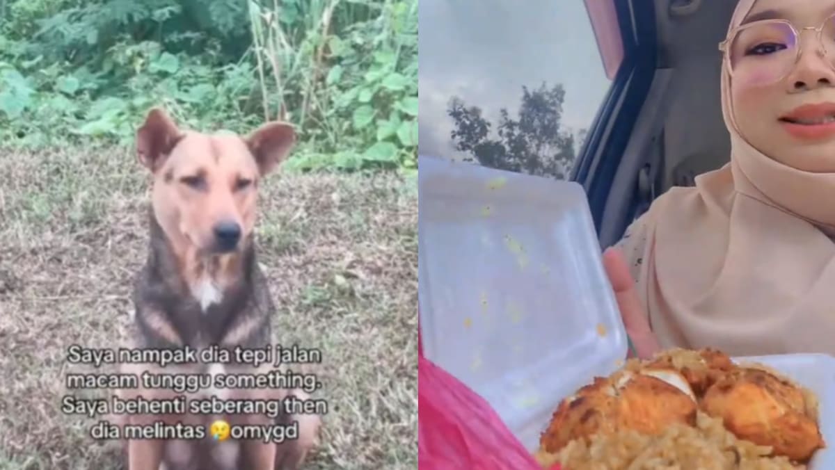 Muslim M’sian Woman Drives 7km To Buy Chicken Rice For Stray Dog