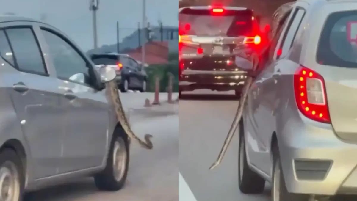 Python Spotted Chilling On Top Of Moving Car As Motorists Honk To Alert Driver