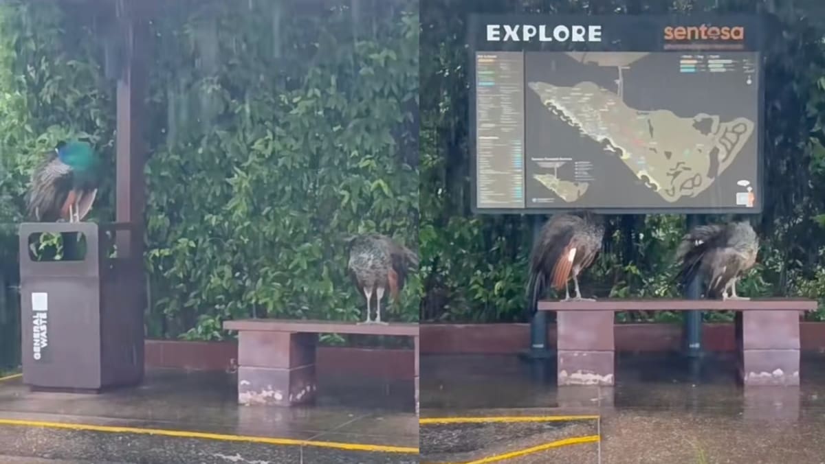 Peacocks Seen Taking Shelter From The Heavy Rain At Sentosa Bus Stop