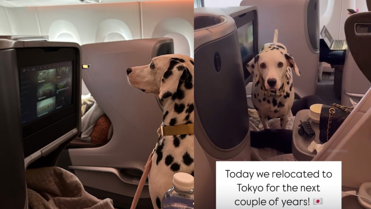 Dalmatian Seen Enjoying Business Class Seat On SQ Flight To Japan