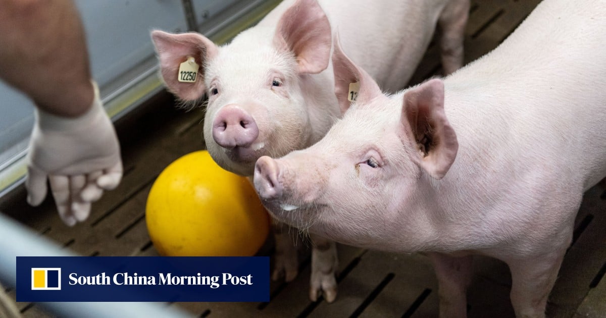 How pig kidney transplants, as well as hearts, lungs and skin, could save many human lives