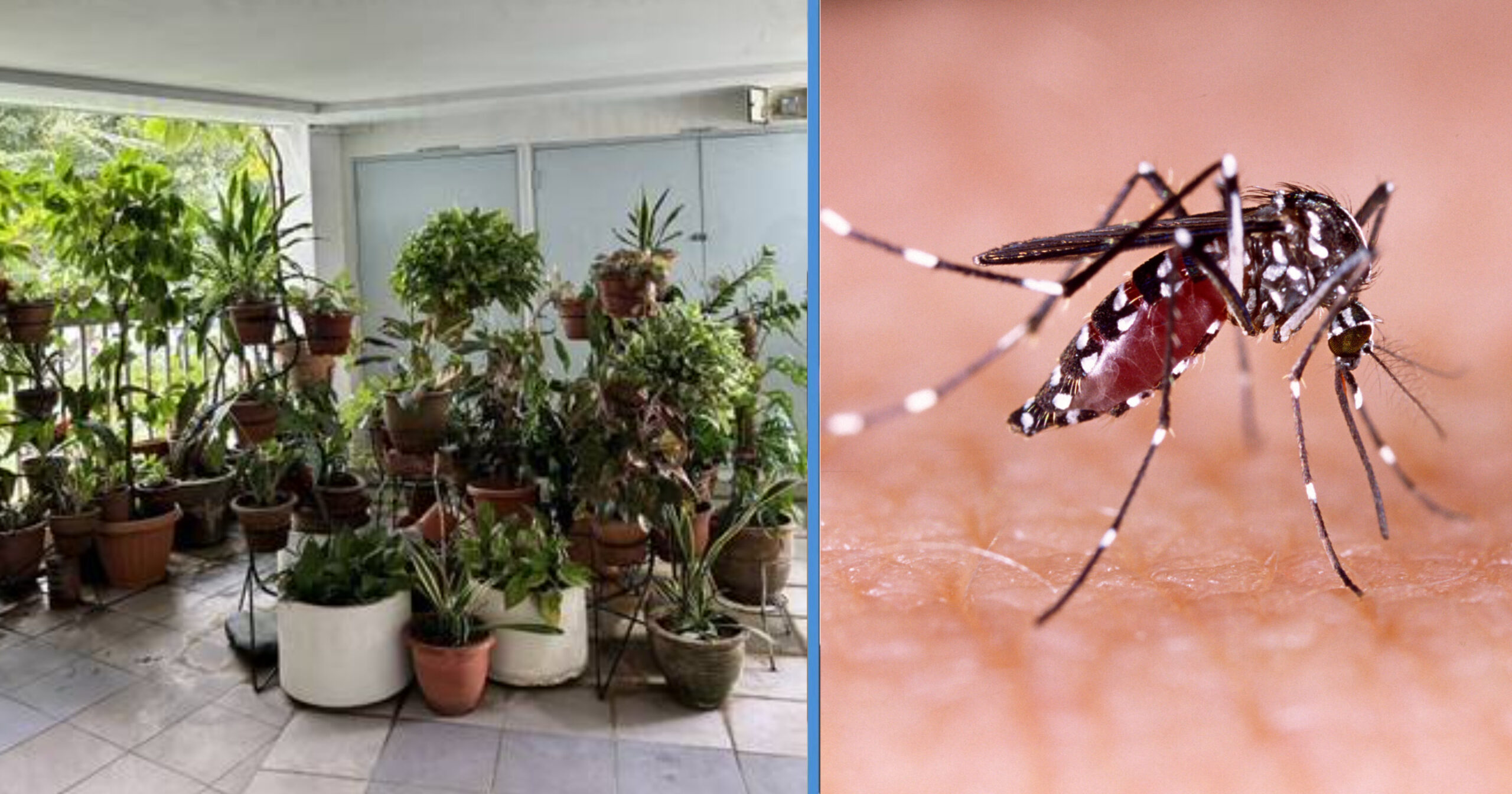 85YO Man Places 60 Potted Plants in HDB Corridor, Sparking Public Concerns over Fire Hazards and Mosquitos