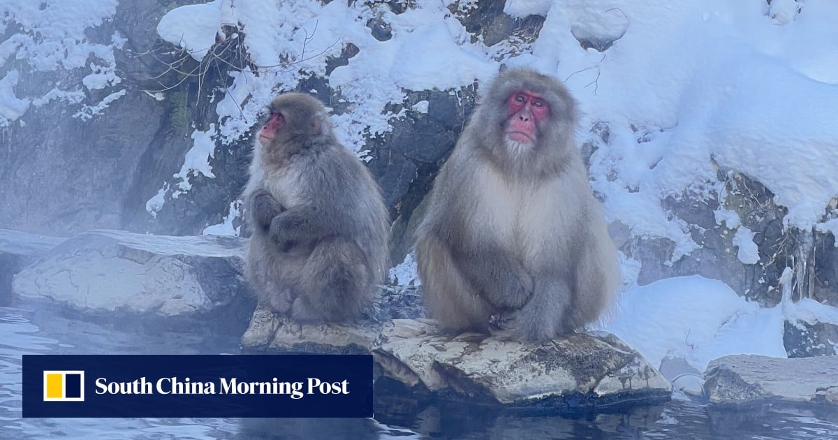 What to do in winter in Japan’s Nagano beyond skiing? Visit snow monkeys, onsen, shrines