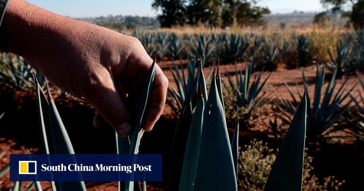 Tequila hangover for Mexicans who bet the farm on growing agave as prices plunge amid glut