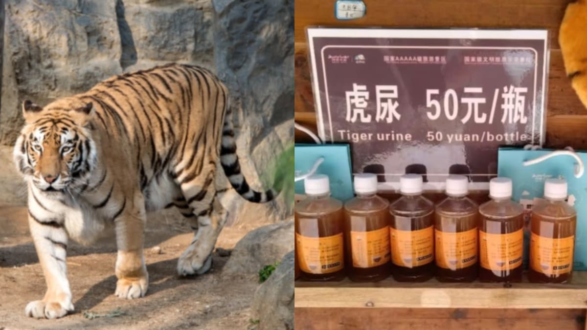 Zoo In China Sells Tiger Urine As Rheumatism Remedy For  A Bottle